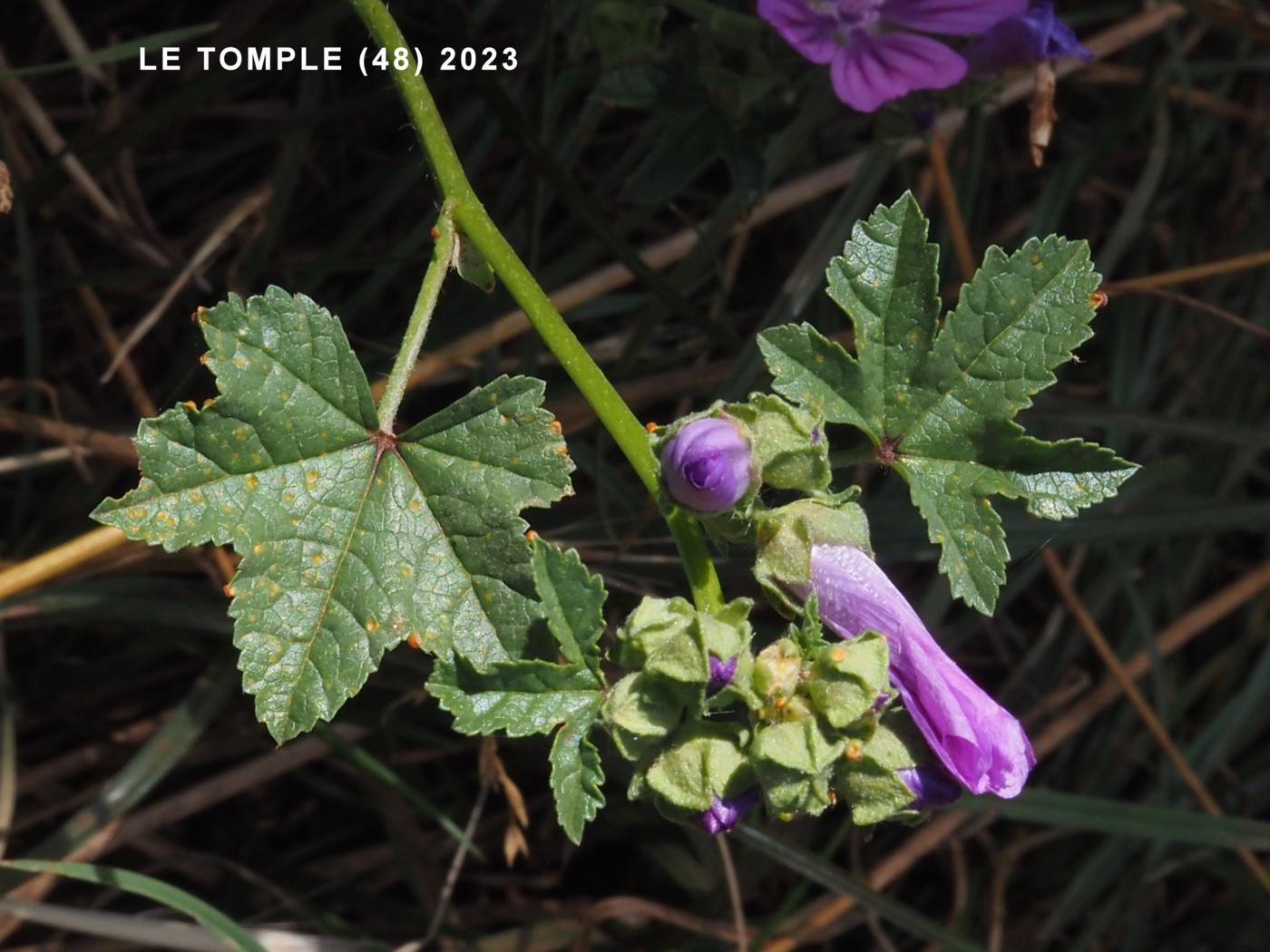 Mallow, Common leaf